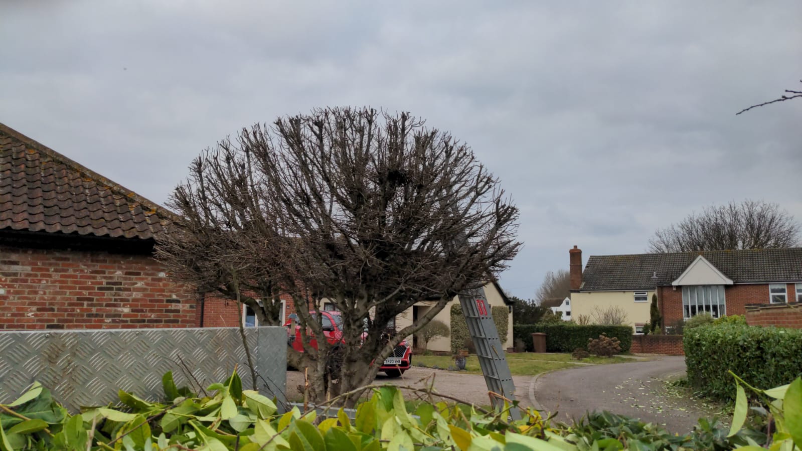 A pollarded tree beside a brick bungalow with fresh cuttings in the foreground