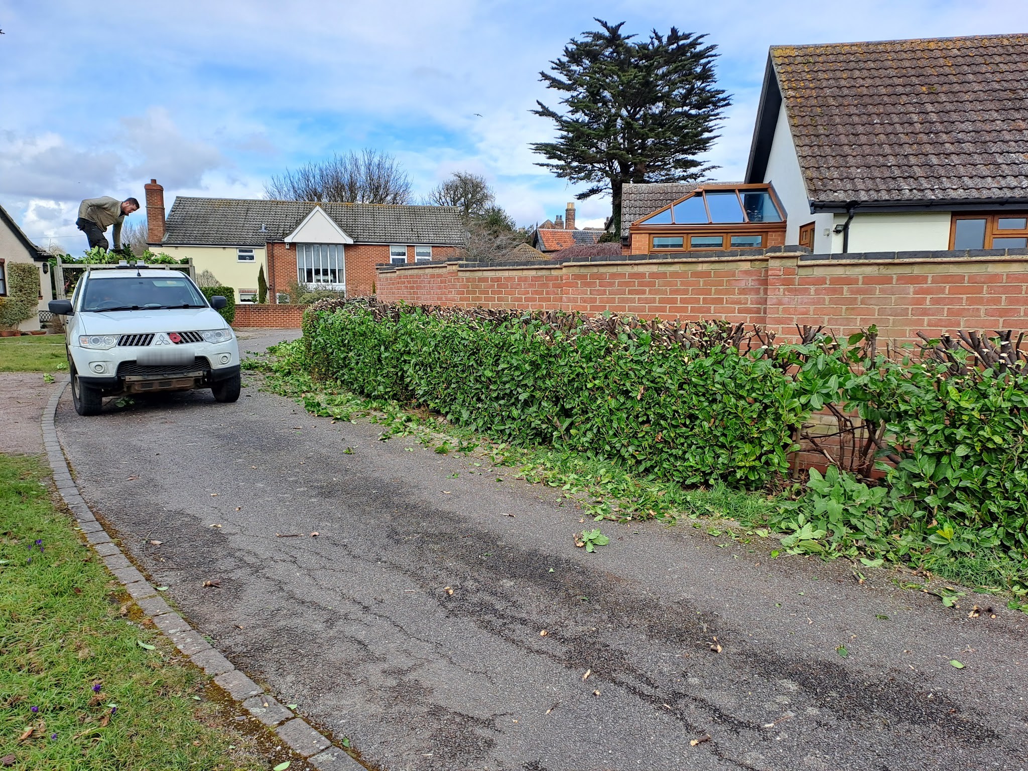 A long hedge along a brick wall with cuttings on the drive and the work pickup parked up