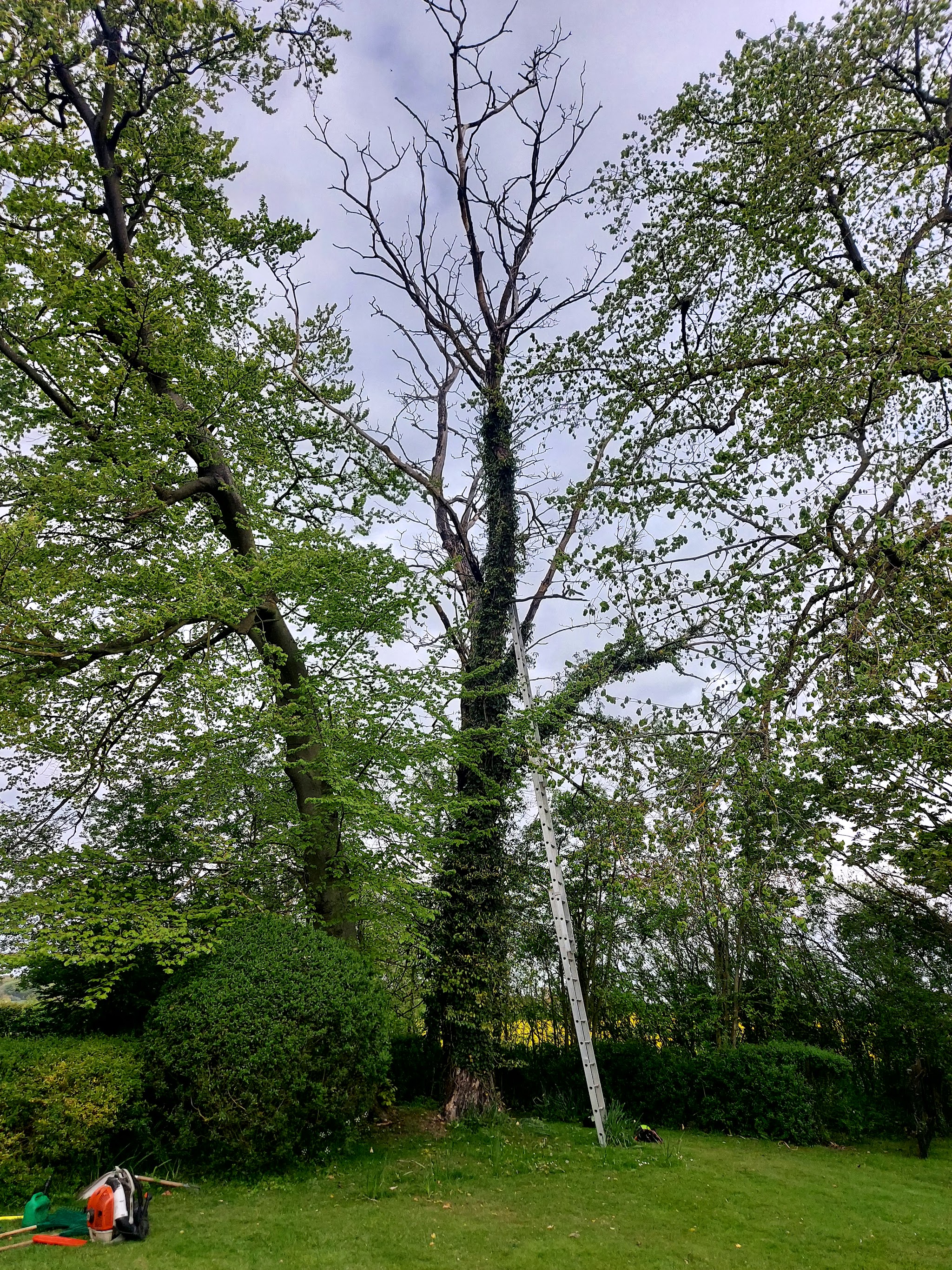 A tall ivy-covered tree with a ladder against the trunk on a garden lawn