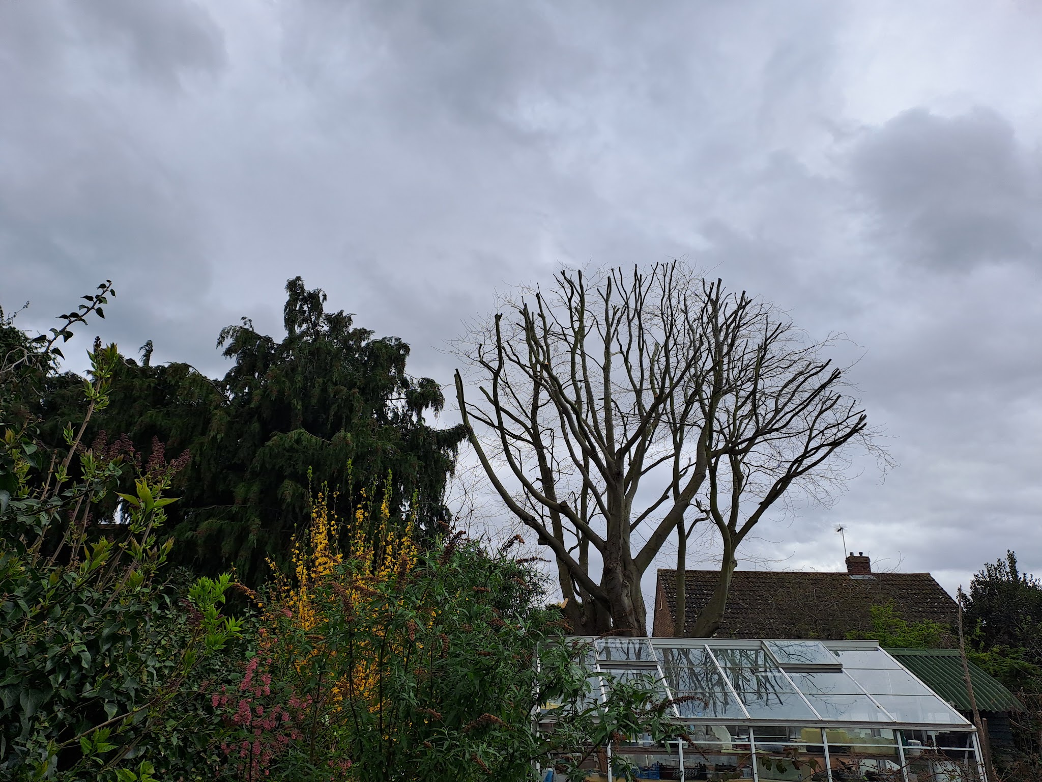 A tree cut back to its main branches behind a garden and greenhouse
