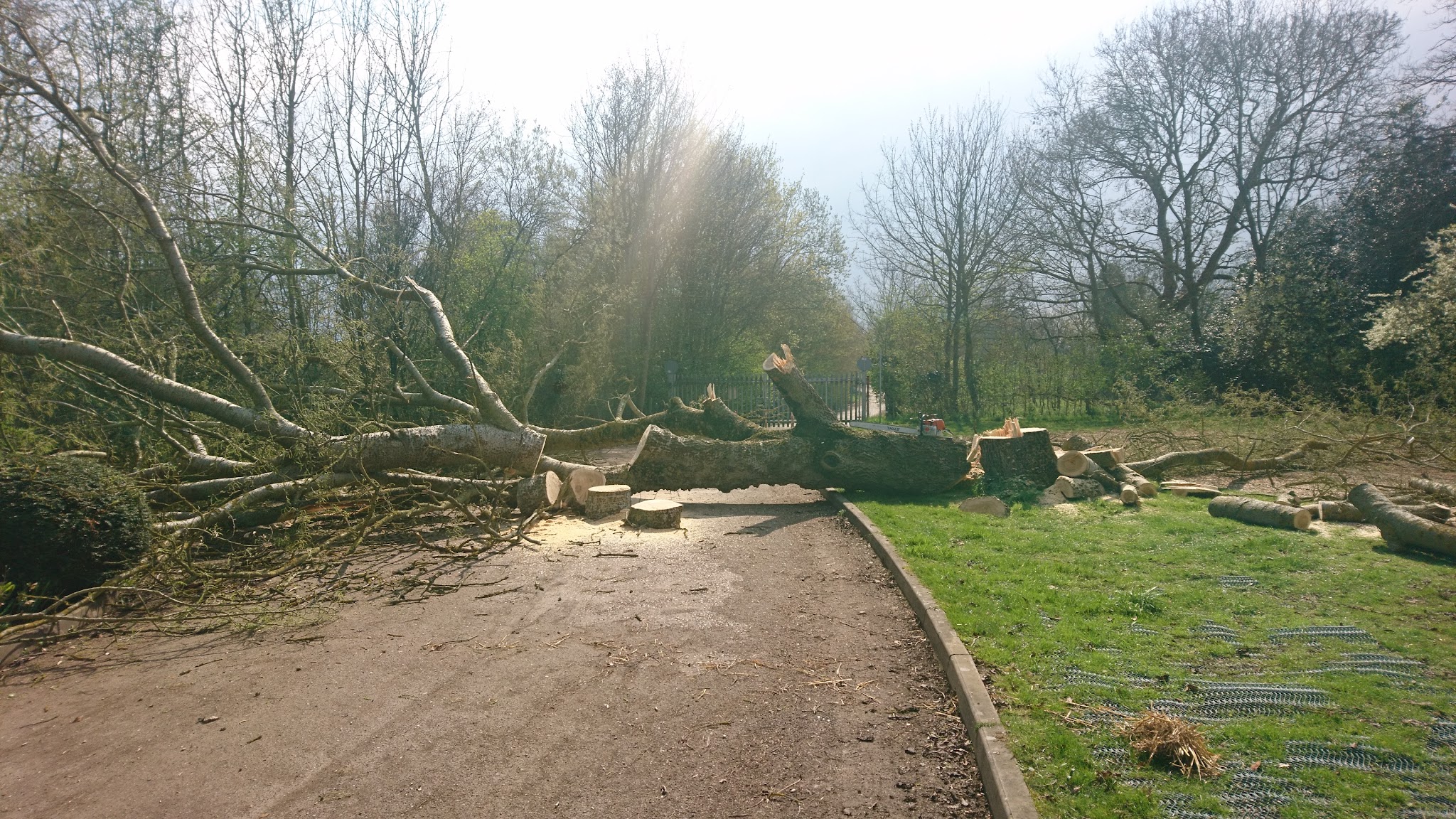 A large felled tree cut into rounds beside a path and grass verge