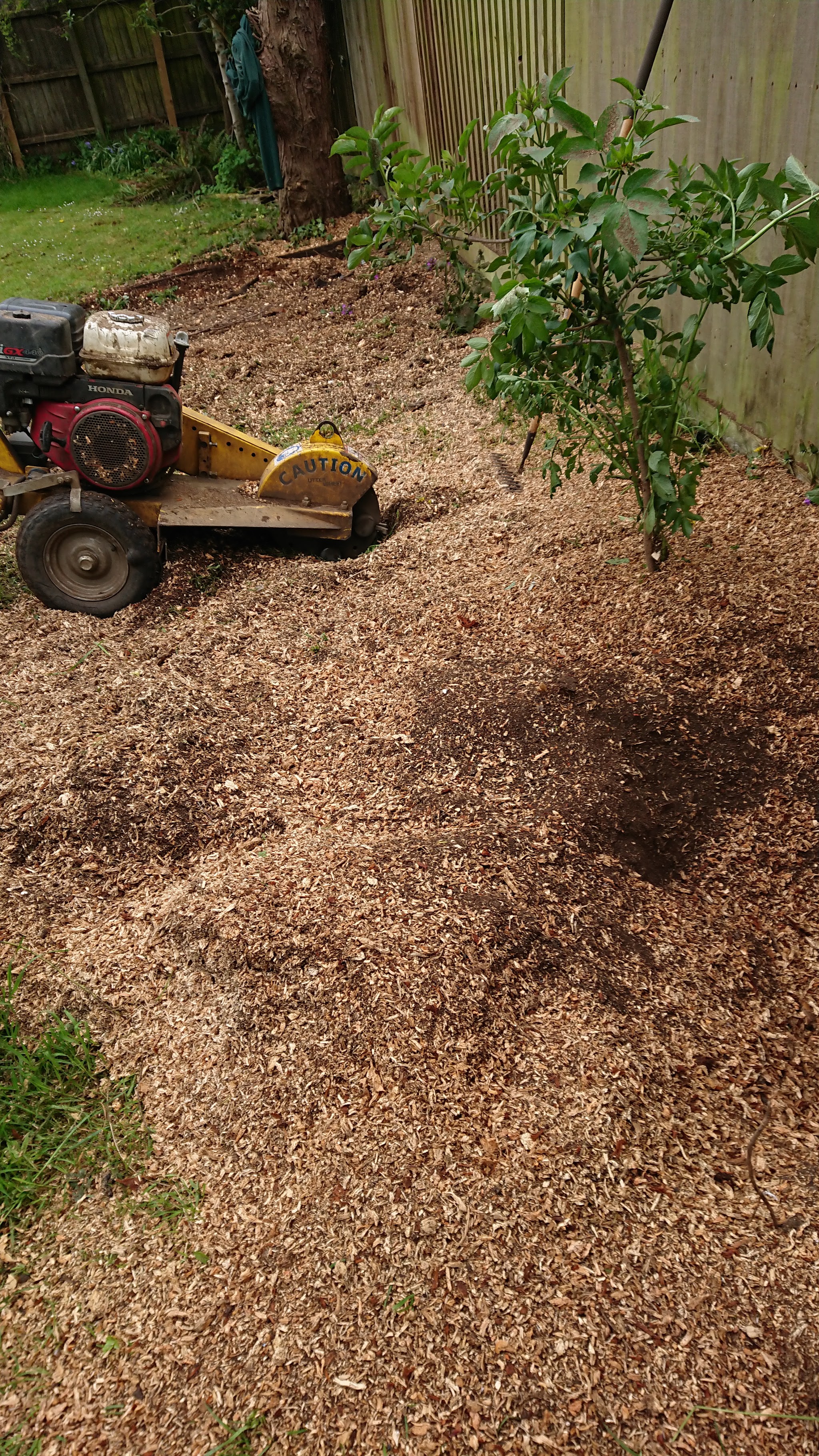 A stump grinder beside a mound of fresh wood chips next to a garden fence