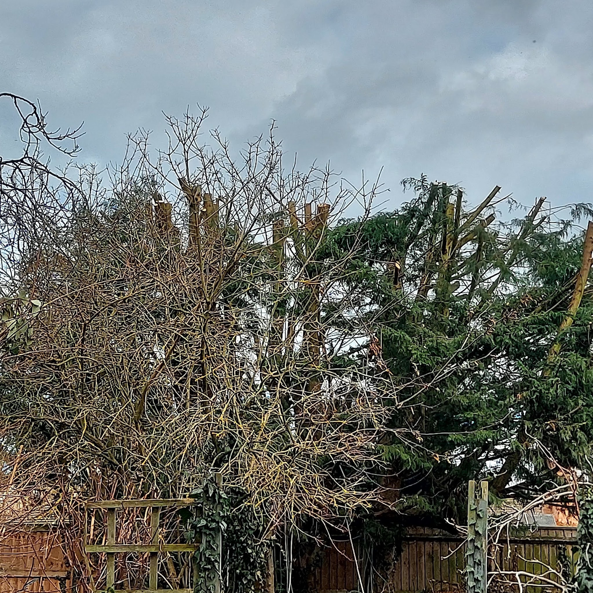 Overgrown conifers and trees towering over a garden fence