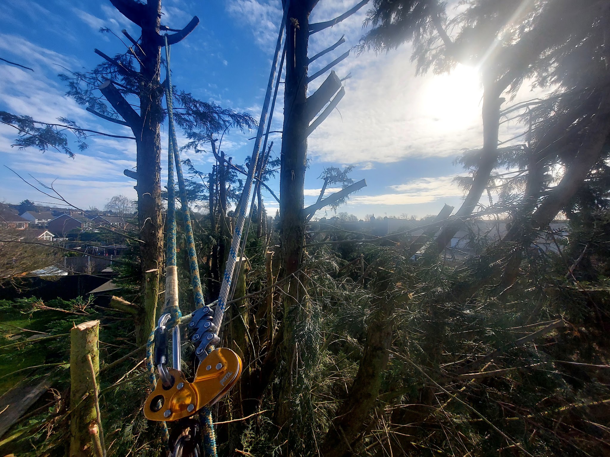 Climbing ropes and an orange rigging pulley set up high in a conifer, with the sun breaking through